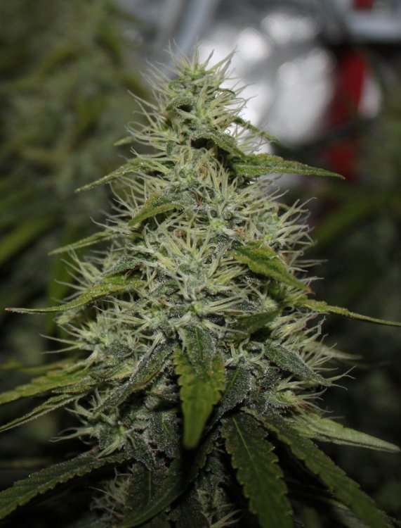 bud shape bloom51 bis - Copie.jpg