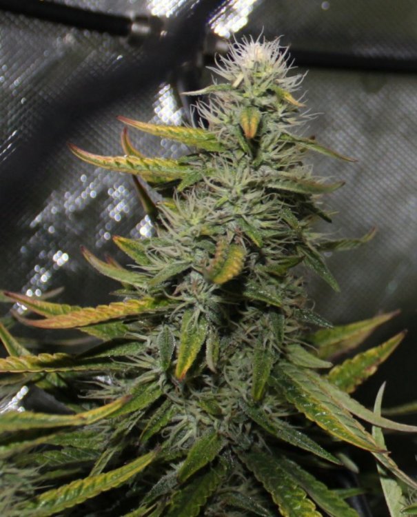 bud shape bloom51 - Copie.jpg