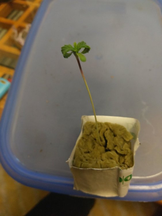 IMAG0469.jpg