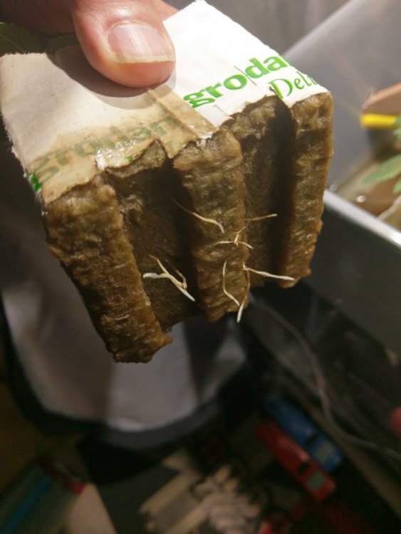 IMAG0496.jpg