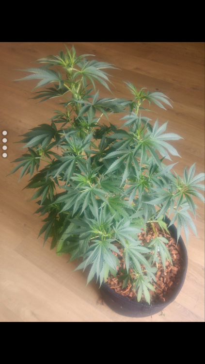 Screenshot_2018-08-24-14-16-52.thumb.png.5cfcf4853baabed3215a84599029da41.png