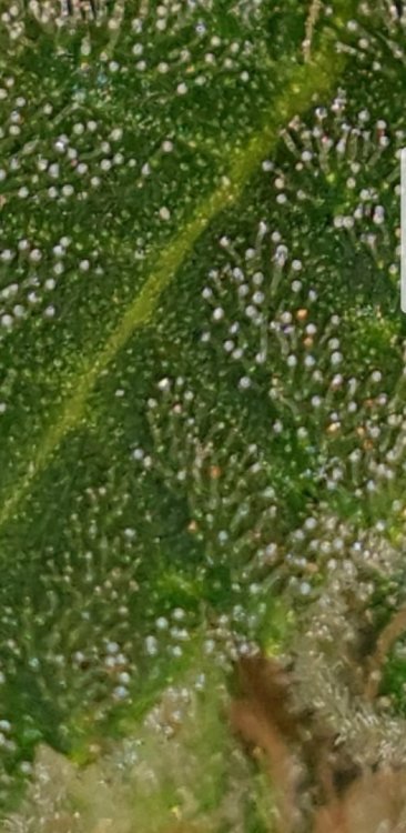 Screenshot_20180813-105709_Gallery.jpg