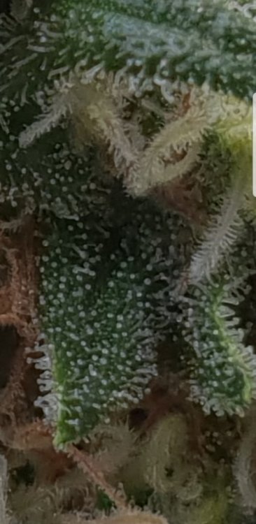 Screenshot_20180813-105739_Gallery.jpg