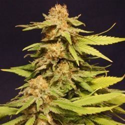 Big Bull (Kannabia Special)
