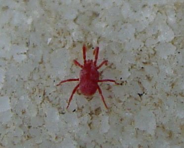 chigger.jpg.30e92f7a9b14b548cc3afb1ce88a1131.jpg