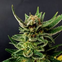 Gypsy Kush / Faraona