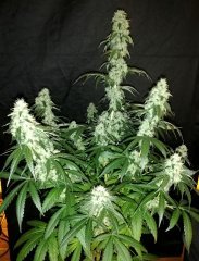 Sour power OG (12/12 +45)