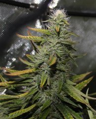 bud shape bloom51 - Copie.jpg