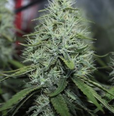 Bud bloom53 dark - Copie.jpg