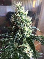 Super Silver Sour Diesel Haze