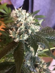 Super Silver Sour Diesel Haze