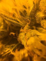Macro Super Silver Sour Diesel Haze.jpg