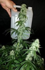 Sour power OG (12/12 +45)