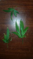 20180801_075054.jpg