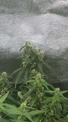 20180816_090220.jpg