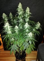 Sour power OG (12/12 +45)