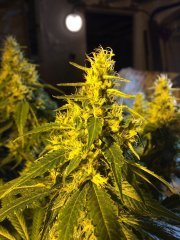 FUEL OG FLO+44