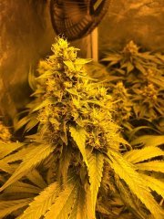 FUEL OG FLO+53
