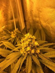 TRAINWRECK FLO+53