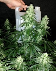 Sour power OG (12/12 +45)