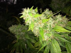 FUEL OG FLO+63