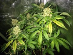 TRAINWRECK FLO+63