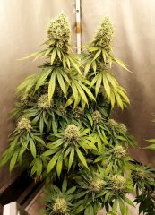 Dinafem Dinamed (12/12 +45)
