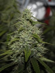 bud shape bloom51 bis - Copie.jpg