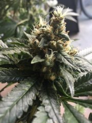 Hawaiian Snow
