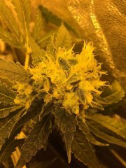 Super Silver Sour Diesel Haze+53.jpg