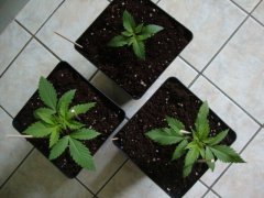 Shiva skunk