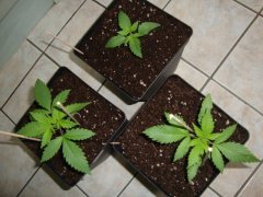 Shiva skunk