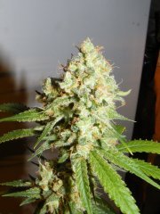 critical kush