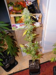 skunk#1 (ss)