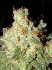 skunk#1 (ss)