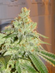 skunk#1 (ss)