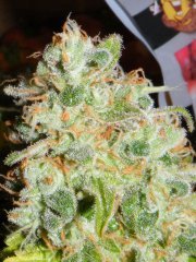 skunk#1 (ss)