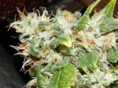 melon gum (dr under)