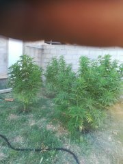 IMG_20180628_202616.jpg