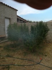 IMG_20180730_203221.jpg