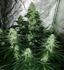 Sour power og (12/12 +38)