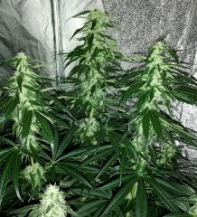 Sour power og (12/12 +38)