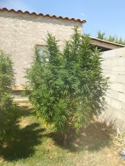 IMG_20180807_151422