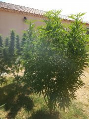 IMG_20180807_151536