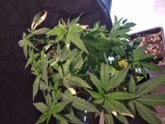 IMG_20180813_123340.jpg