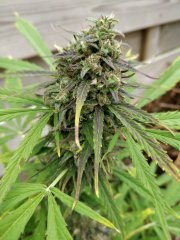 Purple Russian Express / Kalashnikov seeds / outdoor 2018