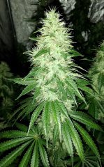 IMG_20180821_191400