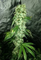 IMG_20180821_191408