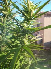 IMG_20180826_191102