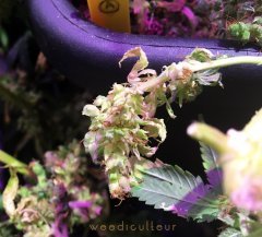 IMG_6676.JPG